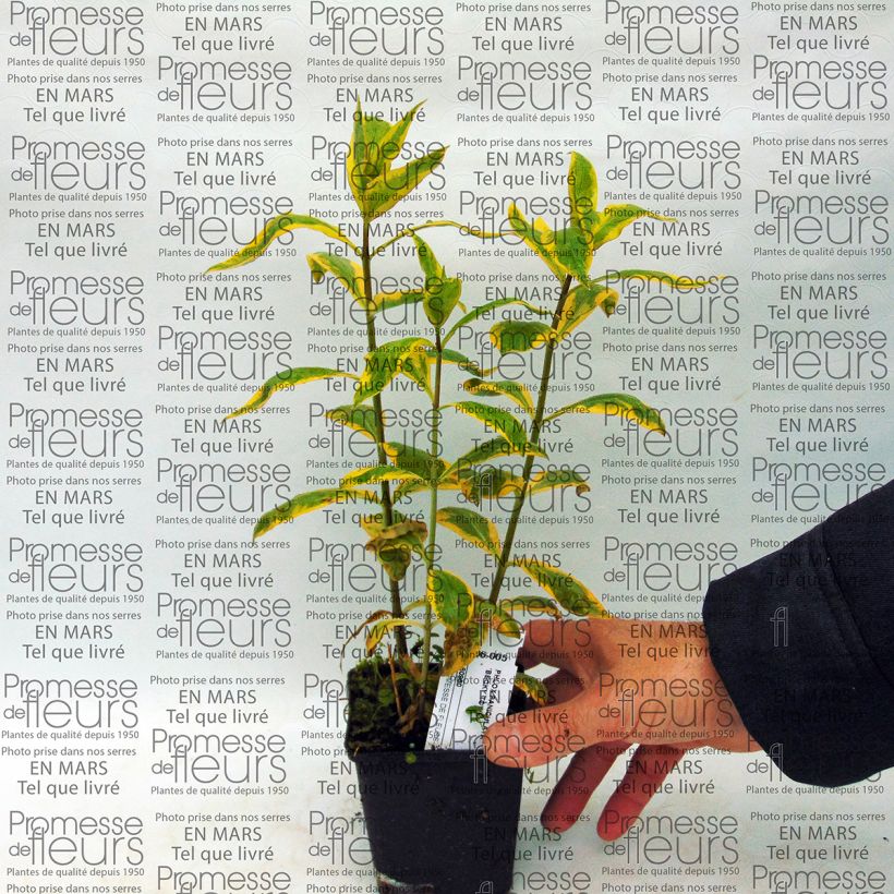 Voorbeeld van een exemplaar van Phlox paniculata Becky Towe - Vlambloem Pot van 10 cm/11 cm zoals geleverd