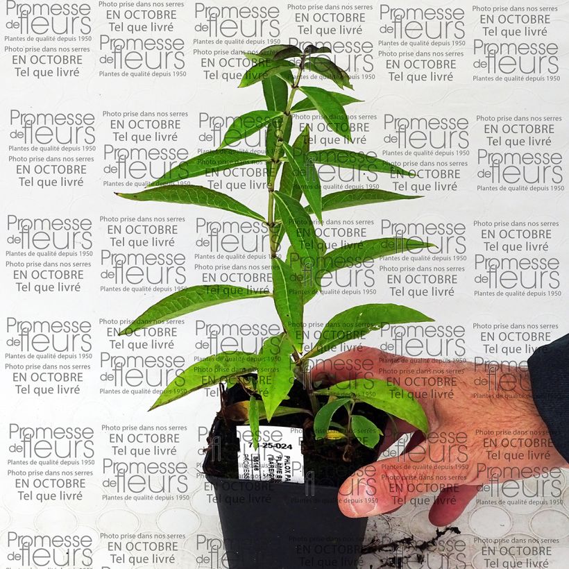 Voorbeeld van een exemplaar van Phlox paniculata Blue Flame - Vlambloem Kweekpotje van 8/9 cm zoals geleverd