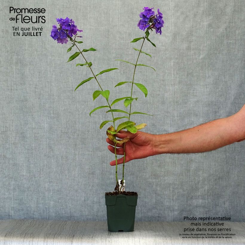 Exemplaar van Phlox paniculata Blue Paradise - Vlambloem Kweekpotje van 8/9 cm zoals geleverd in de zomer