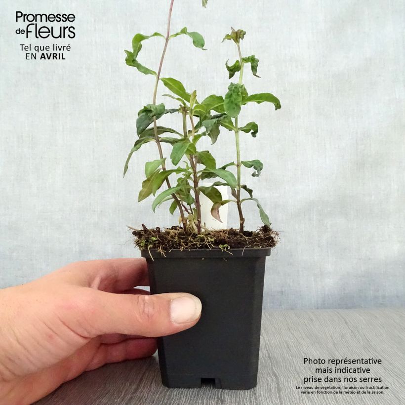 Exemplaar van Phlox paniculata Blue Paradise - Vlambloem Kweekpotje van 8/9 cm zoals geleverd in de lente