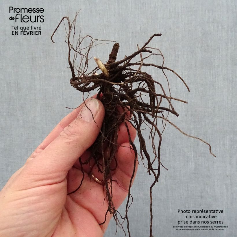Exemplaar van Phlox paniculata Blue Paradise - Vlambloem Naakte wortel zoals geleverd in de winter