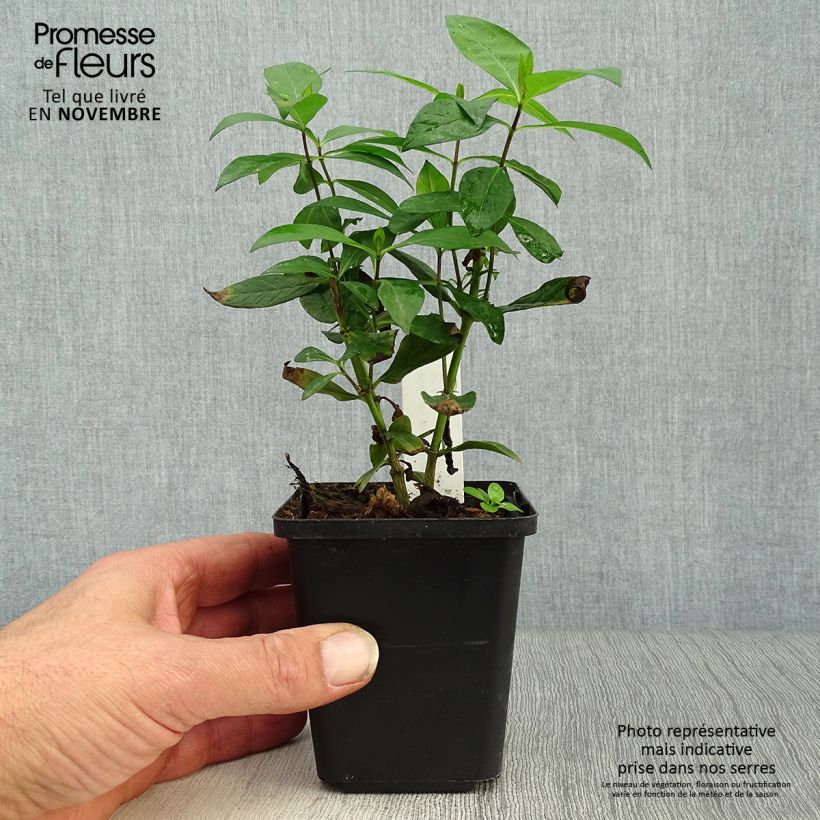 Exemplaar van Phlox paniculata Bright Eyes - Vlambloem Kweekpotje van 8/9 cm zoals geleverd in de herfst