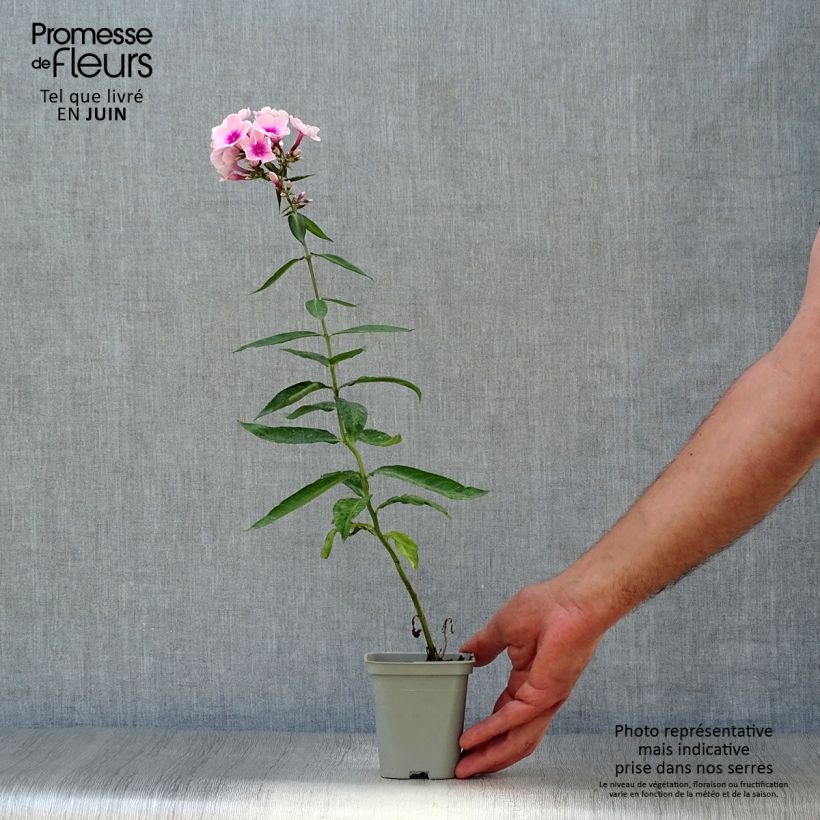 Exemplaar van Phlox paniculata Bright Eyes - Vlambloem Kweekpotje van 8/9 cm zoals geleverd in de zomer