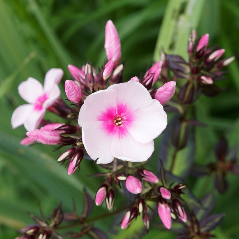 Phlox paniculata Bright Eyes - Vlambloem (Bloei)