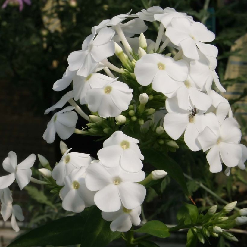 Phlox paniculata David - Vlambloem (Bloei)