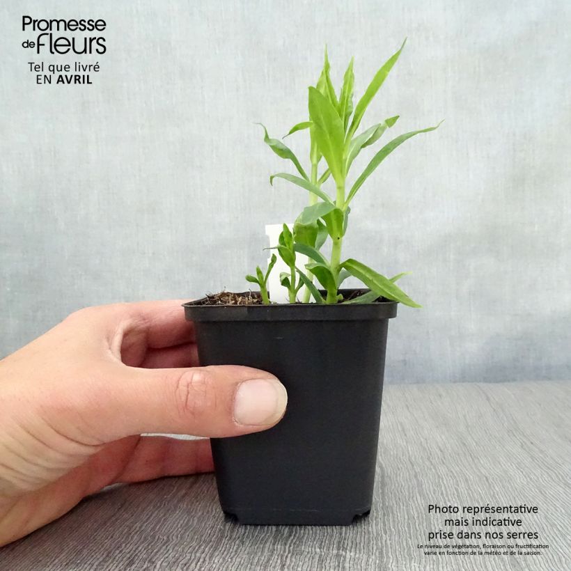 Exemplaar van Phlox paniculata David - Vlambloem Kweekpotje van 8/9 cm zoals geleverd in de lente