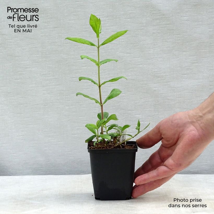 Exemplaar van Phlox paniculata Europa - Vlambloem Kweekpotje van 8/9 cm zoals geleverd in de lente