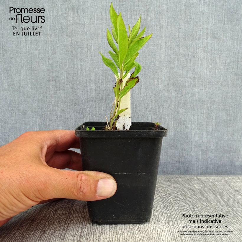 Exemplaar van Phlox paniculata Europa - Vlambloem Kweekpotje van 8/9 cm zoals geleverd in de zomer