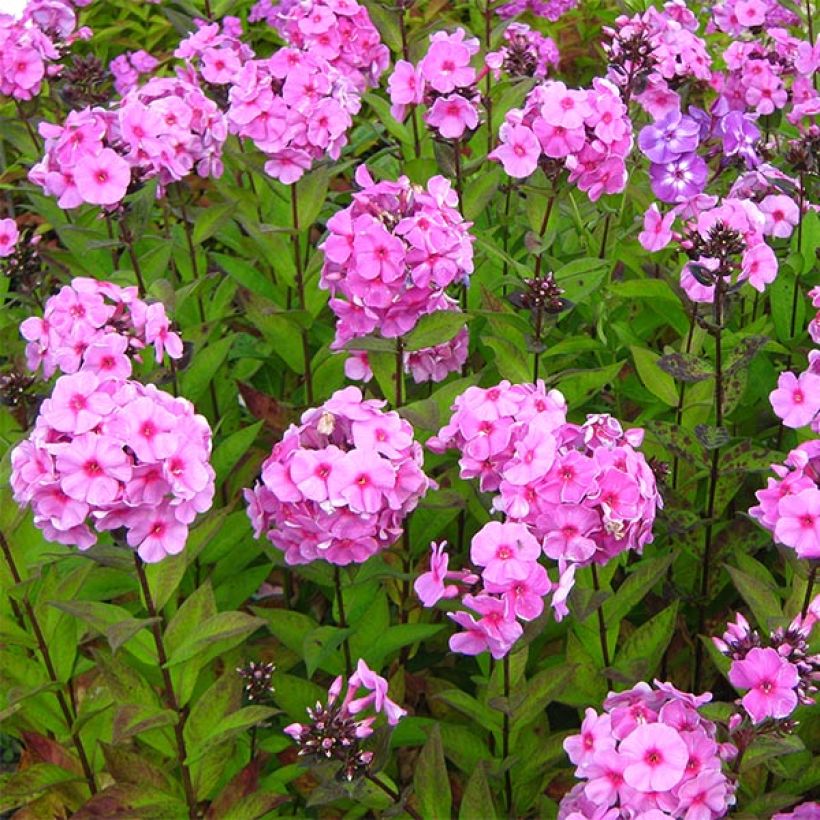 Phlox paniculata Eva Cullum - Vlambloem (Groeiplaats)