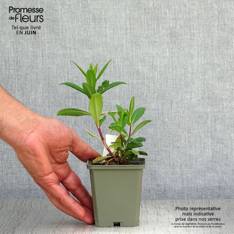 Exemplaar van Phlox paniculata Eva Cullum - Vlambloem Kweekpotje van 8/9 cm zoals geleverd in de zomer