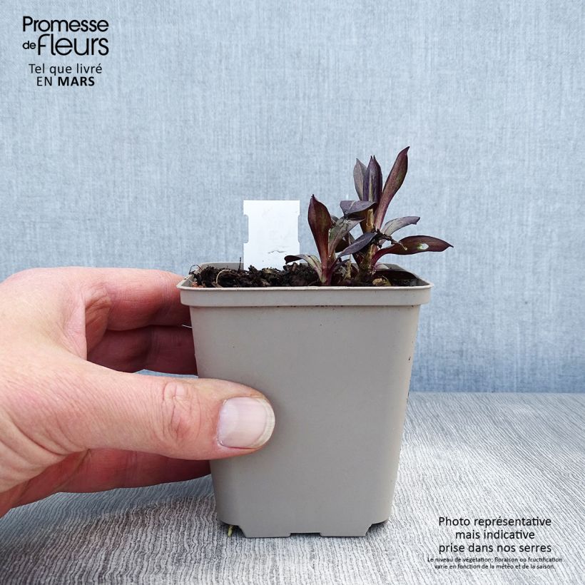 Exemplaar van Phlox paniculata Eva Cullum - Vlambloem Kweekpotje van 8/9 cm zoals geleverd in de lente