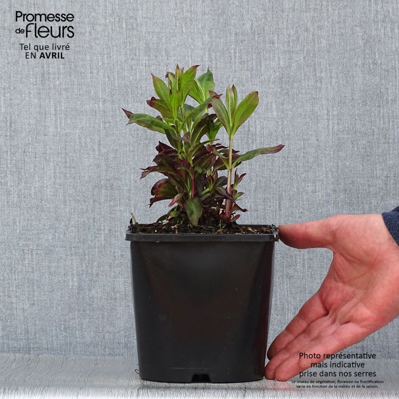 Exemplaar van Phlox paniculata Famous Cerise - Vlambloem Pot van 1,5 l/2 l zoals geleverd in de lente