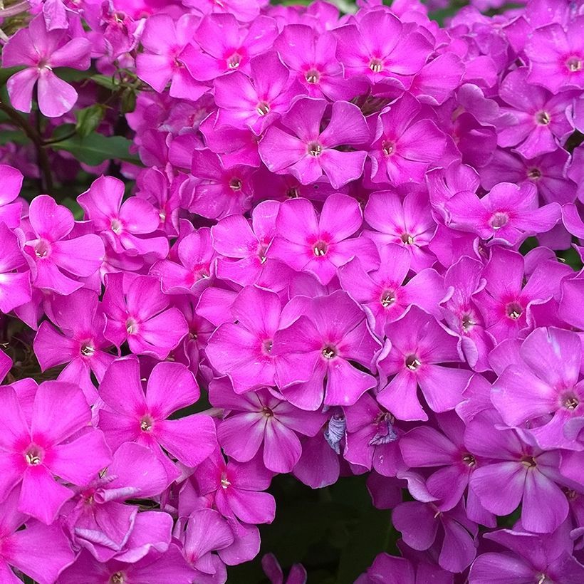 Phlox paniculata Famous Purple - Vlambloem (Bloei)