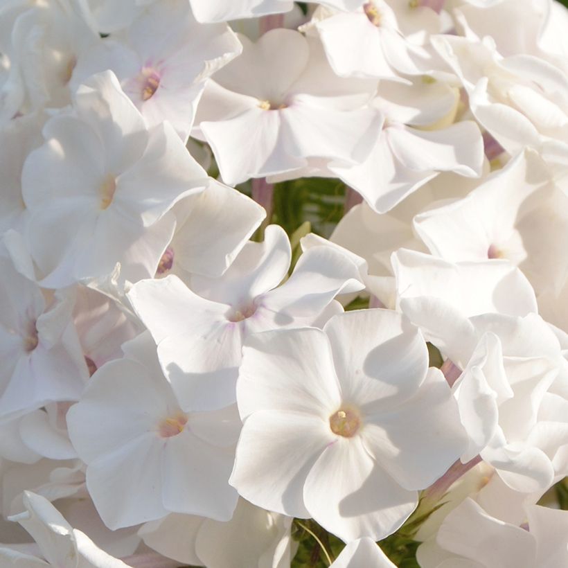 Phlox paniculata Famous Wit - Vlambloem (Bloei)