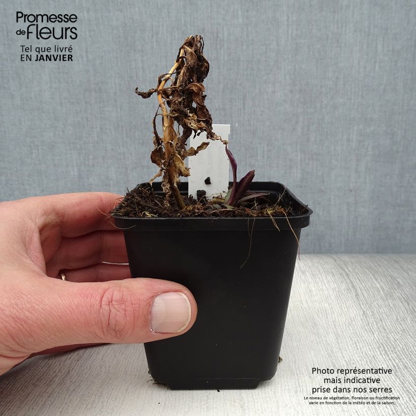 Exemplaar van Phlox paniculata Flame Marine - Vlambloem Kweekpotje van 8/9 cm zoals geleverd in de winter