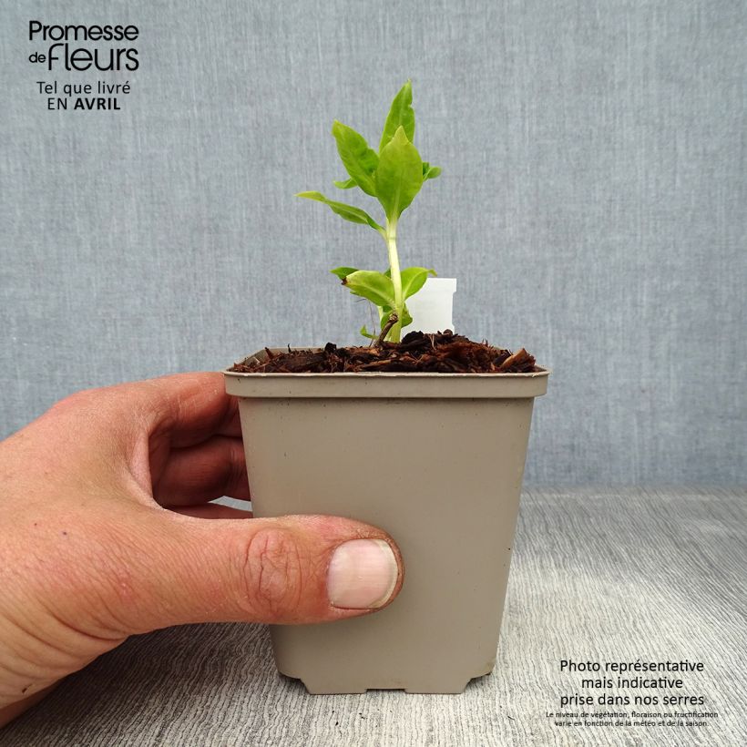 Exemplaar van Phlox paniculata Flame White Imp - Vlambloem Kweekpotje van 8/9 cm zoals geleverd in de lente