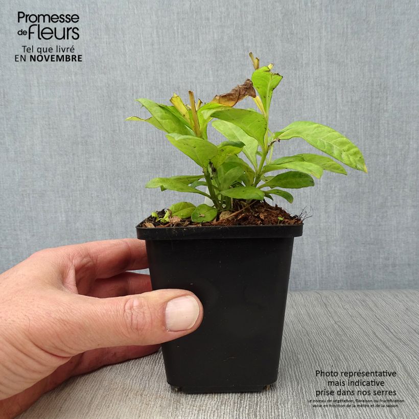Exemplaar van Phlox paniculata Fujiyama - Vlambloem Kweekpotje van 8/9 cm zoals geleverd in de herfst