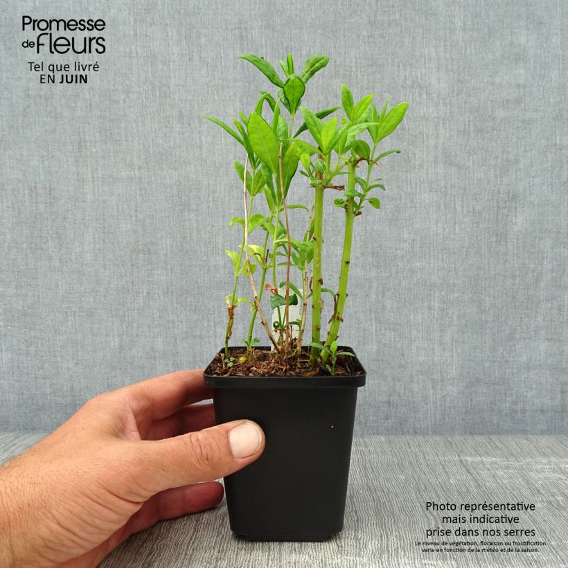 Exemplaar van Phlox paniculata Fujiyama - Vlambloem Kweekpotje van 8/9 cm zoals geleverd in de zomer