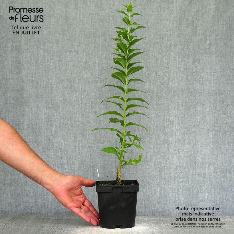 Exemplaar van Phlox paniculata Fujiyama - Vlambloem Pot van 2 l/3 l zoals geleverd in de zomer