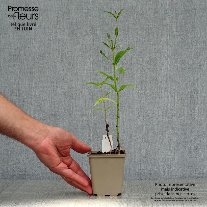 Exemplaar van Phlox paniculata Graf Zeppelin - Vlambloem Kweekpotje van 8/9 cm zoals geleverd in de zomer