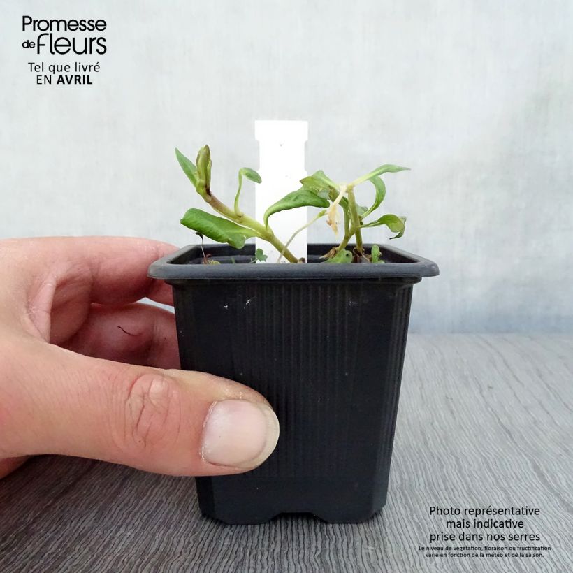 Exemplaar van Phlox paniculata Graf Zeppelin - Vlambloem Kweekpotje van 8/9 cm zoals geleverd in de lente