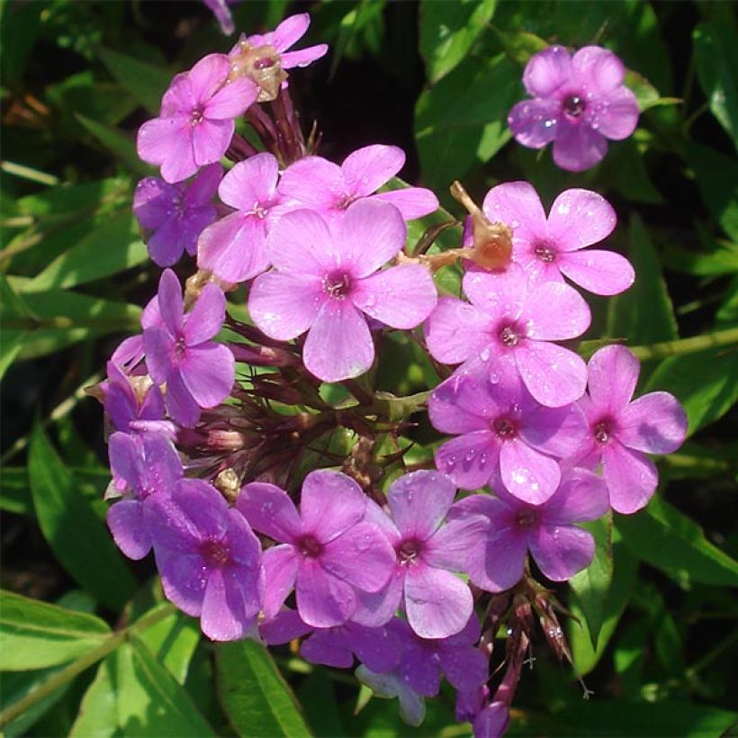 Phlox paniculata Hesperis - Vlambloem (Bloei)