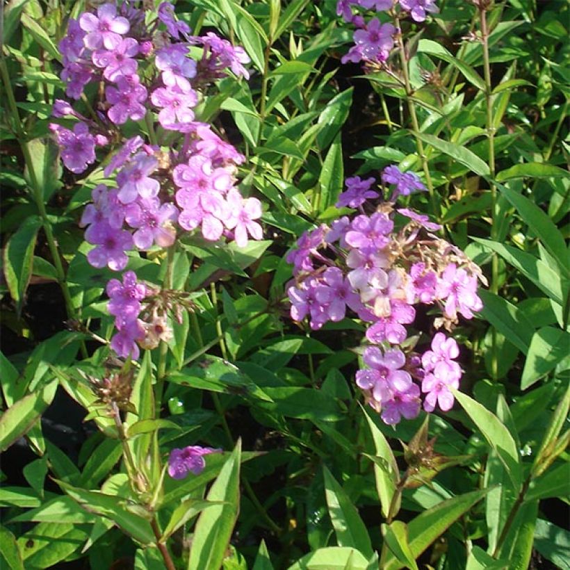 Phlox paniculata Hesperis - Vlambloem (Groeiplaats)