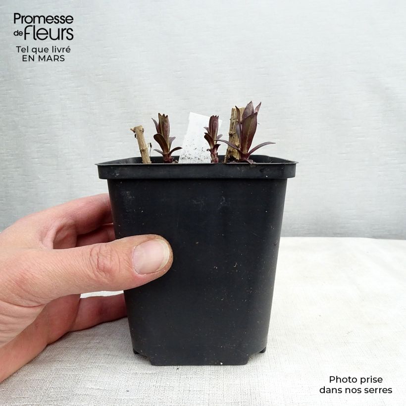 Exemplaar van Phlox paniculata Hesperis - Vlambloem Kweekpotje van 8/9 cm zoals geleverd in de lente