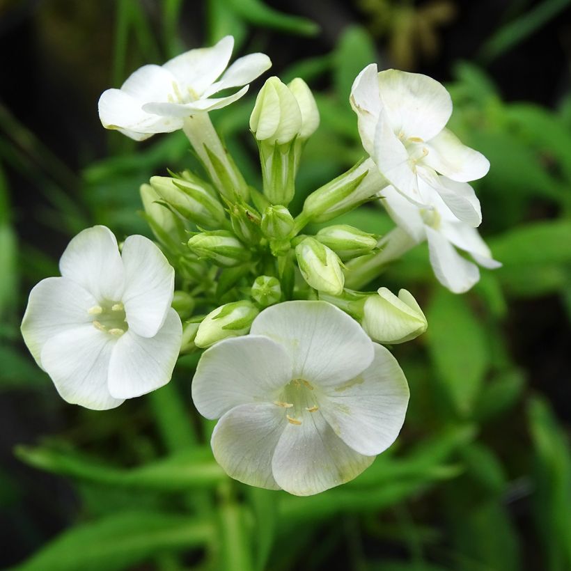 Phlox paniculata Jade - Vlambloem (Bloei)