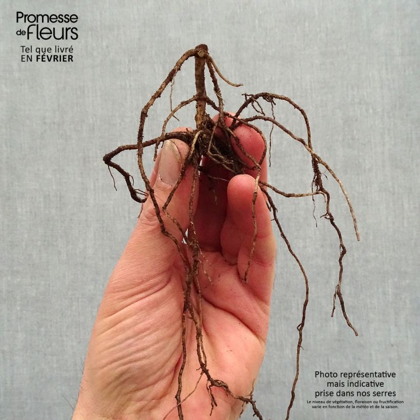 Exemplaar van Phlox paniculata Jade - Vlambloem Naakte wortel zoals geleverd in de winter