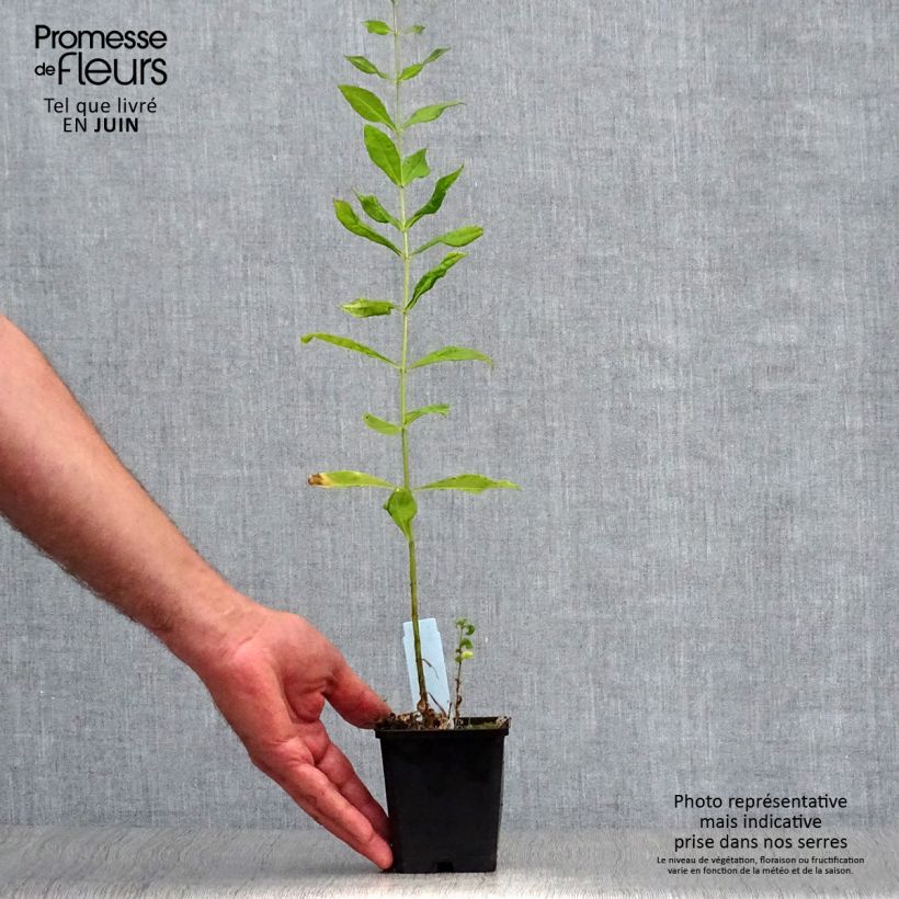 Exemplaar van Phlox paniculata Laura - Vlambloem Kweekpotje van 8/9 cm zoals geleverd in de zomer