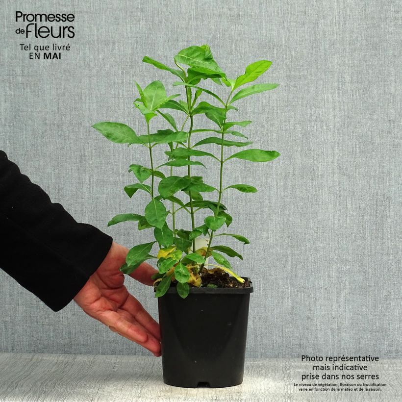 Exemplaar van Phlox paniculata Laura - Vlambloem Pot van 1,5 l/2 l zoals geleverd in de lente