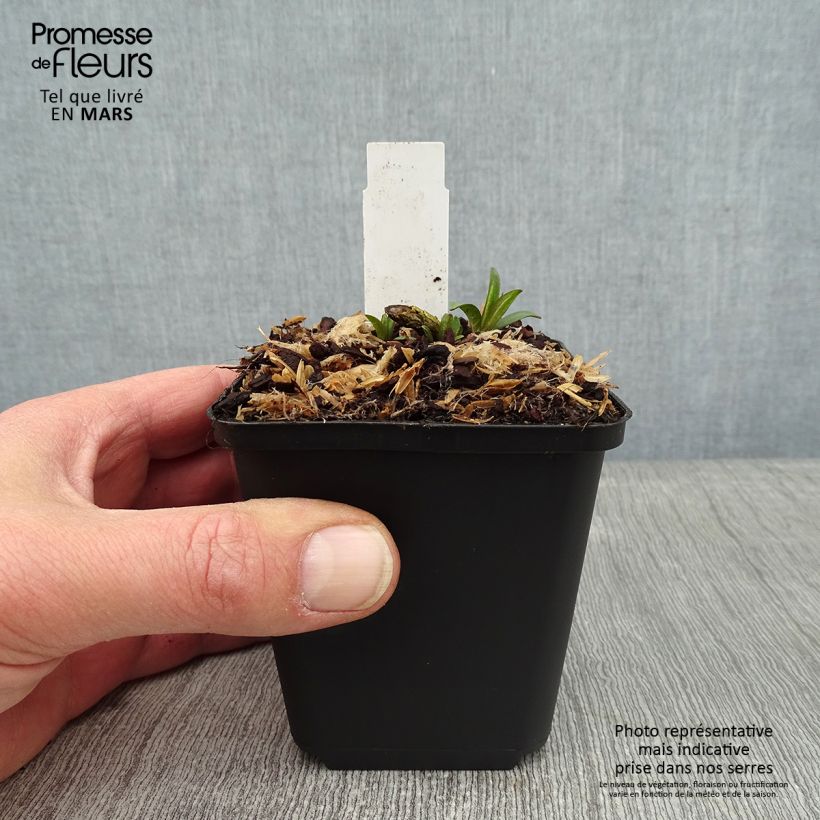 Exemplaar van Phlox paniculata Lilac Times - Vlambloem Kweekpotje van 8/9 cm zoals geleverd in de winter
