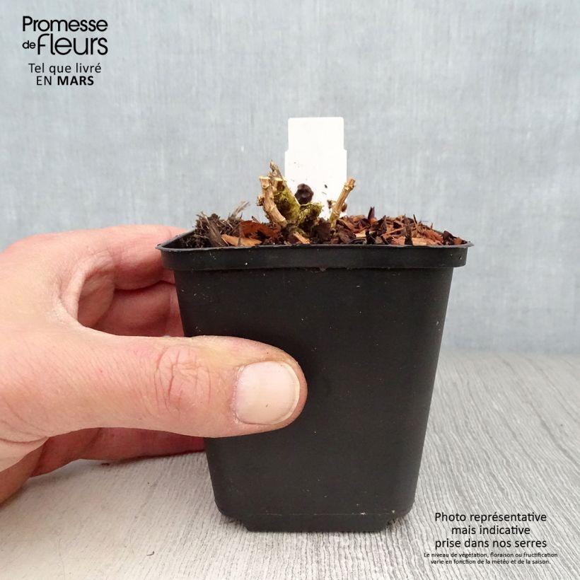 Exemplaar van Phlox paniculata Lilac Times - Vlambloem Kweekpotje van 8/9 cm zoals geleverd in de lente