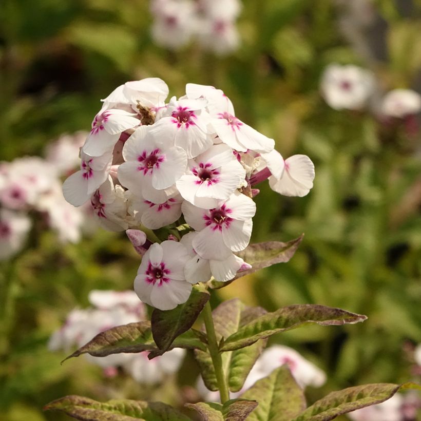 Phlox paniculata Mike's Favourite - Vlambloem (Bloei)