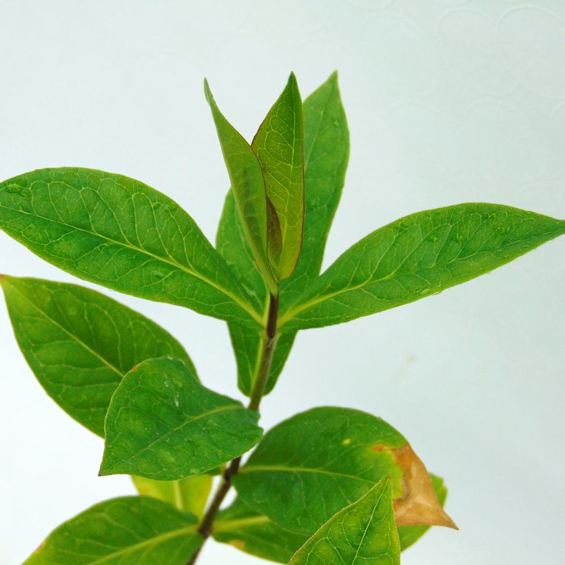 Phlox paniculata Monica Lynden Bell - Vlambloem (Blad)