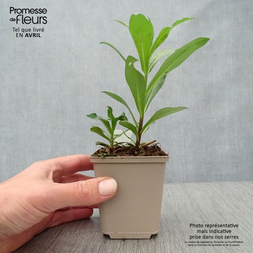 Exemplaar van Phlox paniculata Monica Lynden Bell - Vlambloem Kweekpotje van 8/9 cm zoals geleverd in de lente