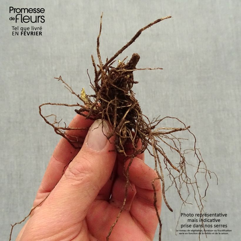 Exemplaar van Phlox paniculata Mystic Green - Vlambloem Naakte wortel zoals geleverd in de winter