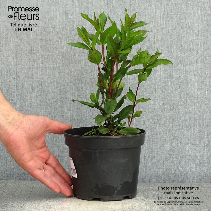 Exemplaar van Phlox paniculata Orange Perfection - Vlambloem Pot van 2 l/3 l zoals geleverd in de lente