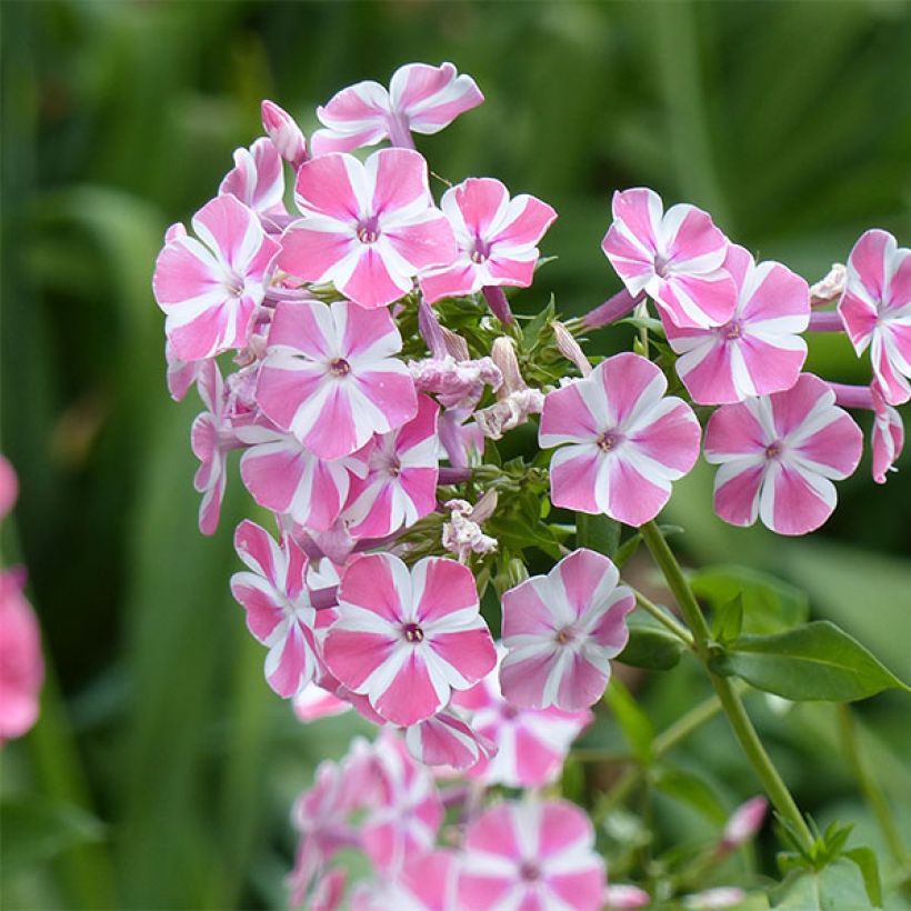 Phlox paniculata Peppermint Twist - Vlambloem (Bloei)