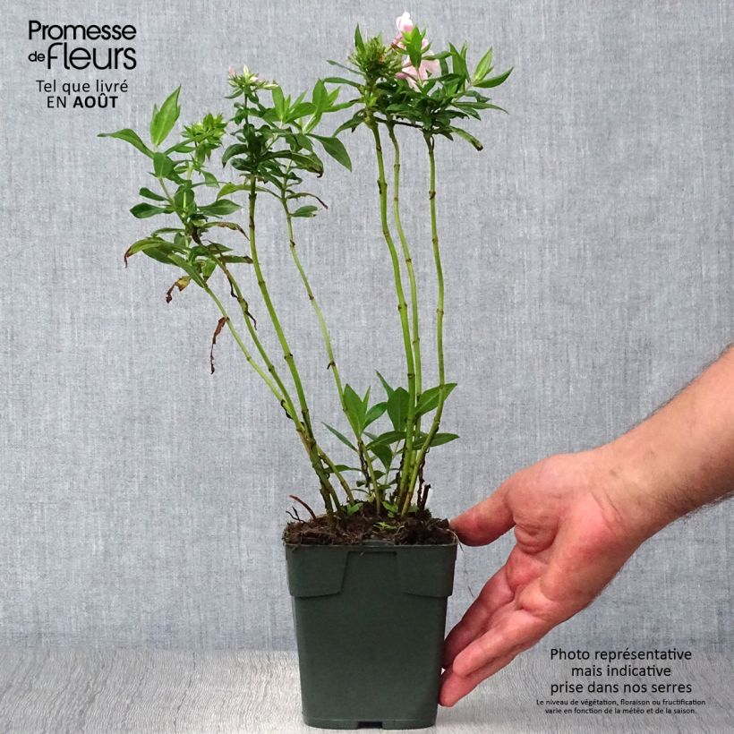 Exemplaar van Phlox paniculata Peppermint Twist - Vlambloem Kweekpotje van 8/9 cm zoals geleverd in de zomer