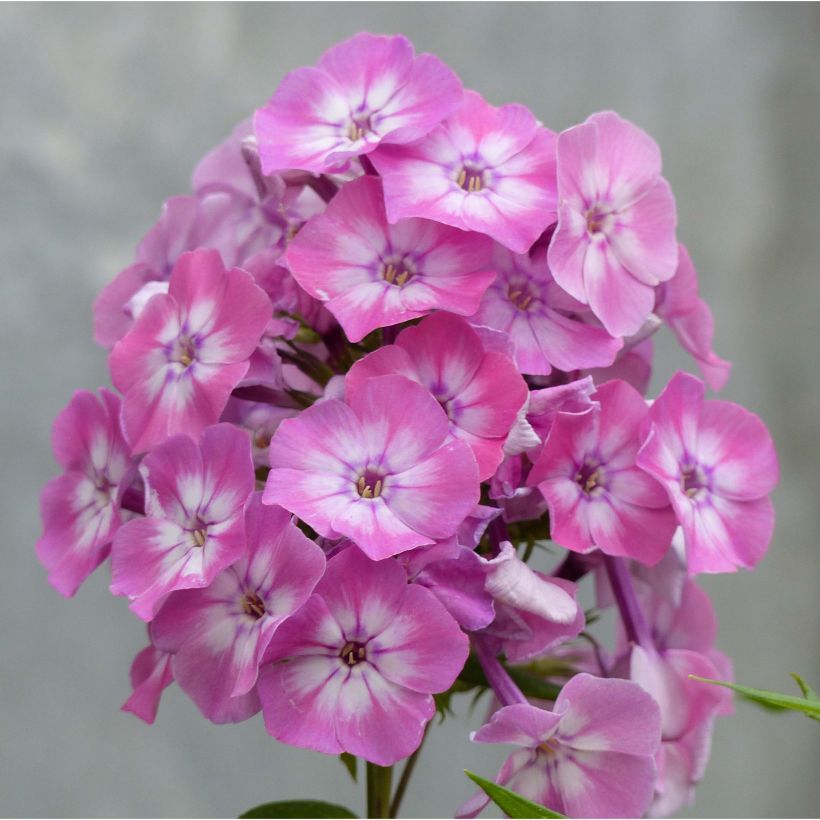 Phlox paniculata Pink Eye Flame - Vlambloem (Bloei)