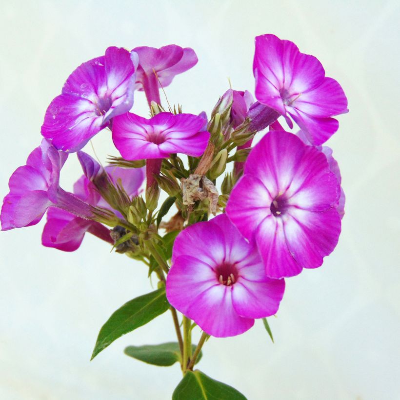 Phlox paniculata Purple Eye Flame - Vlambloem (Bloei)