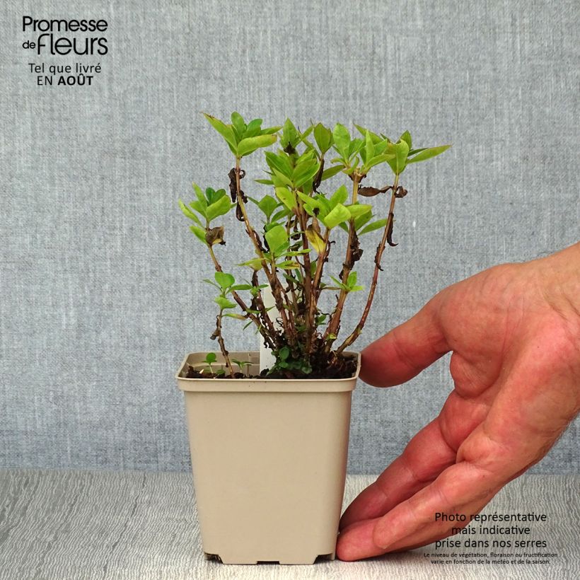 Exemplaar van Phlox paniculata Purple Eye Flame - Vlambloem Kweekpotje van 8/9 cm zoals geleverd in de zomer