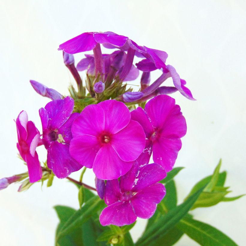 Phlox paniculata Purple Flame - Vlambloem (Bloei)