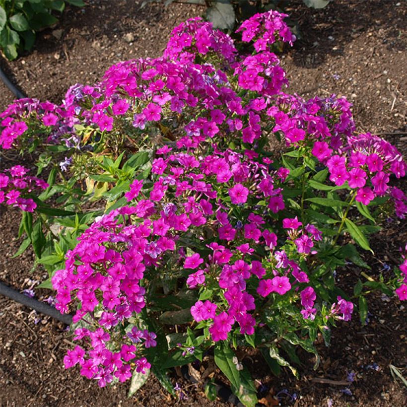 Phlox paniculata Purple Flame - Vlambloem (Groeiplaats)
