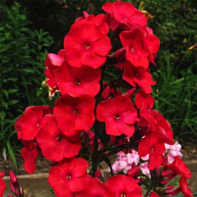 Phlox paniculata Rood Flame - Vlambloem (Bloei)