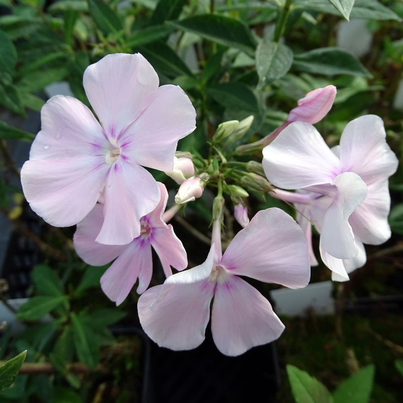 Phlox paniculata Rosa Pastel - Vlambloem roze (Bloei)