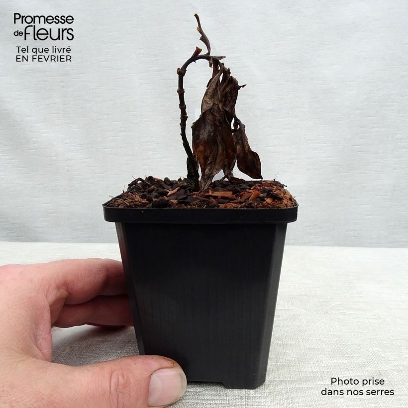 Exemplaar van Phlox paniculata Septemberglut - Vlambloem Kweekpotje van 8/9 cm zoals geleverd in de winter