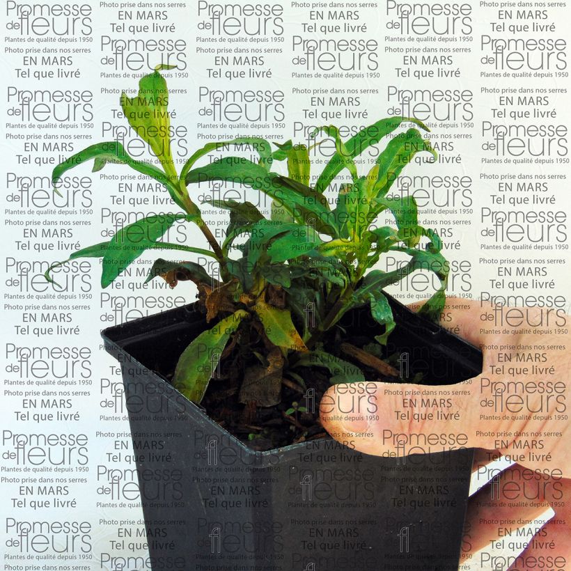 Voorbeeld van een exemplaar van Phlox paniculata Sherbet Blend - Vlambloem Pot van 10 cm/11 cm zoals geleverd